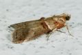 Acrobasis tumidana